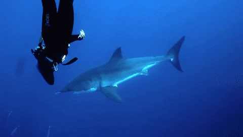 great white shark swimming GIF