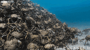 blue planet ocean GIF by BBC Earth