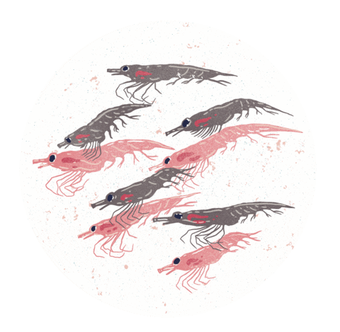 Sea Ocean Sticker by De Aqua Vivo