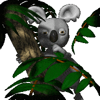 koala Sticker