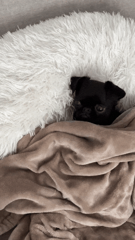 ouionestudio jomo joy of missing out awkward dog oui one studio GIF