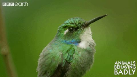 bird wildlife GIF by BBC Earth