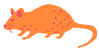 Chinese Rat Sticker by gapoggillo