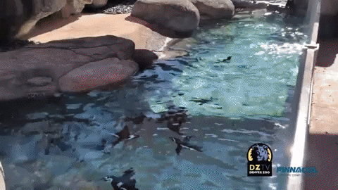 jgiphypa giphyupload GIF