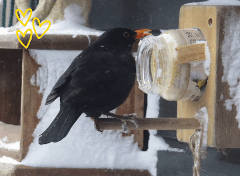 SuziesSparrow giphygifmaker giphyattribution merel black bird snow bird GIF