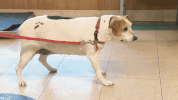 nat geo GIF by Nat Geo Wild 