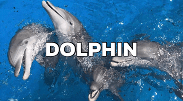 TheDolphinCo giphygifmaker giphygifmakermobile GIF