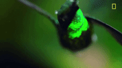 flapping nat geo GIF by National Geographic Channel