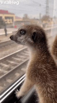 Travelling Meerkats Take The Train GIF by ViralHog