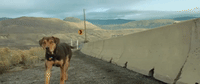 a dogs way home sony GIF by A Dog's Way HomeVerified account