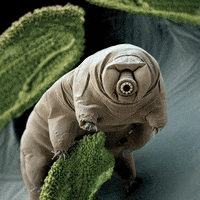 United Nations Soil GIF by FAO