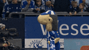 Football Soccer GIF by FC Schalke 04