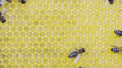natgeowild bee nat geo wild honeybee GIF