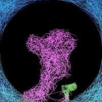 LineApeClub obscure line ape club obscure prints line apes GIF