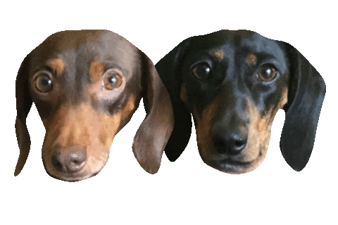 dachshund doxie Sticker by beangoods
