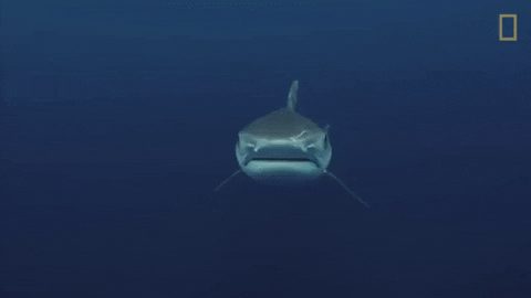 National Geographic Shark GIF by Nat Geo Wild