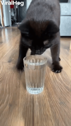 Cat Does Adorable Water Dance