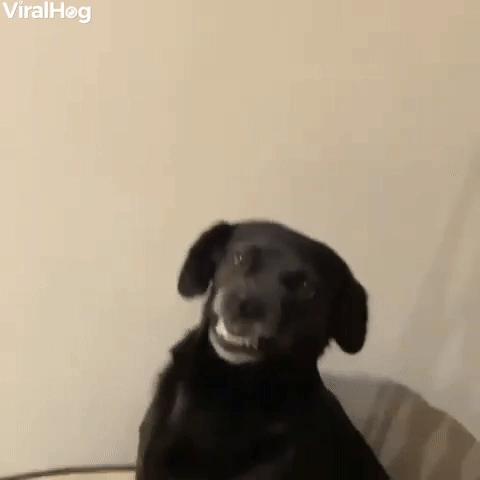 Doggie Gives a Big Smile
