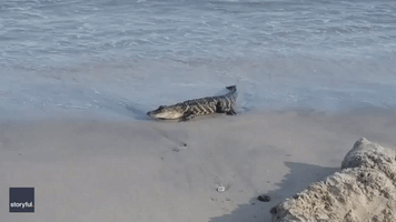 Alligators Make Rare Appearance at North Carolina Beach