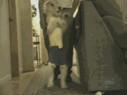 Dog Walking GIF