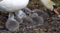 Plucky Cygnets Leave Nest and Take to Water for the First Time