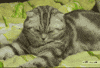 Cat Falling GIF