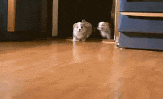 puppy cure GIF