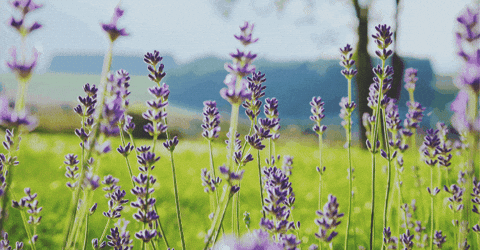 melissamabe giphygifmaker giphyattribution GIF