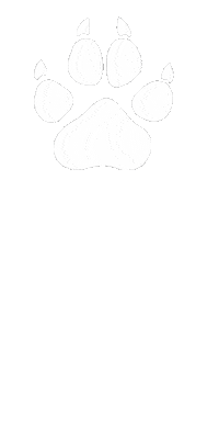 Cheer Scratching Sticker by Pack Athletics Charleston