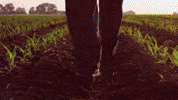 channelseed walking agriculture corn farmer GIF