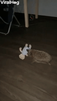 Hedgehog Tries His Hardest To Carry Toy