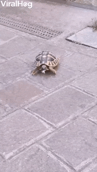 GIF by ViralHog