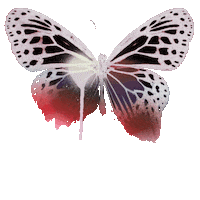 Deja Vu Butterfly Sticker by Olivia Rodrigo