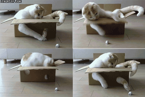 If I Fits I Sits Never Give Up GIF