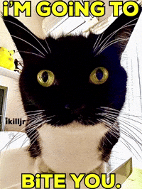 Cat Going GIF
