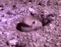 Snake Laughing GIF