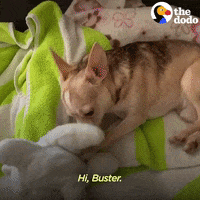Small Dogs GIF by The Dodo