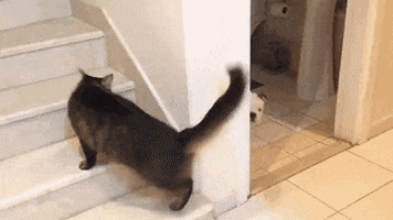 peino1234 giphyupload GIF