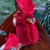 Bad Boy Chicken GIF
