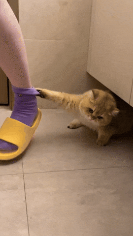 cuteanimalland giphyupload GIF