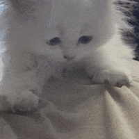 Cats Kneading GIF