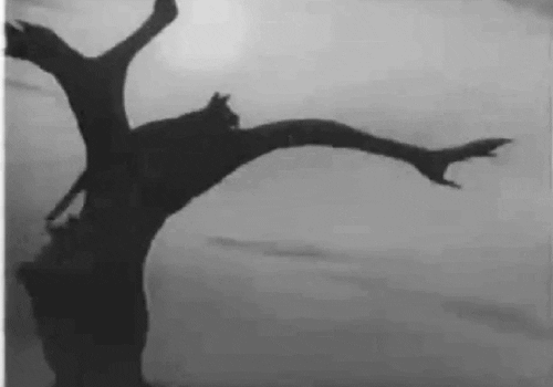 cat climb GIF