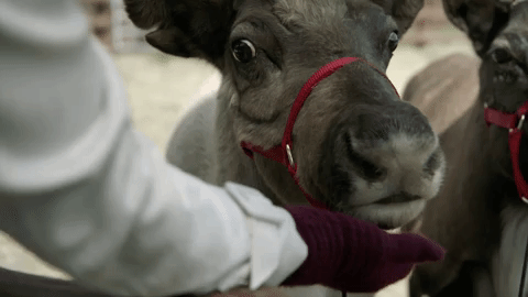 Christmas Movie GIF by Hallmark Mystery
