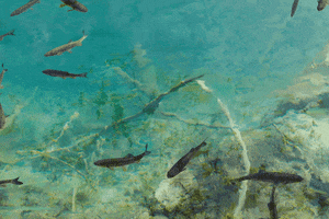 LIONSDINE animals water fish swim GIF