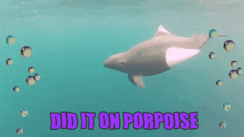 on purpose porpoise GIF by chuber channel