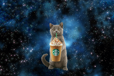 Cat Starbucks GIF by Frappuccino