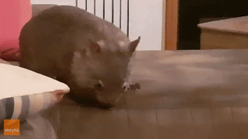 Clumsy Wombats Finally Manage to Jump on the Couch