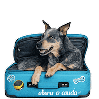 Fun Love Sticker by abana a cauda