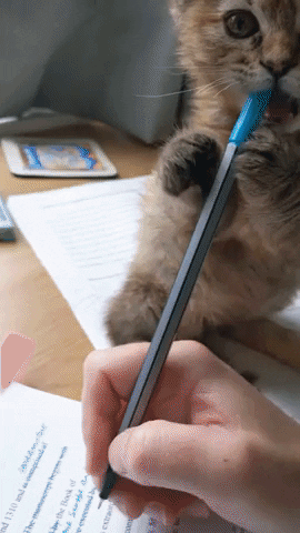 cuteanimalland giphyupload GIF