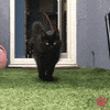 Cat Kiki GIF by pawsr